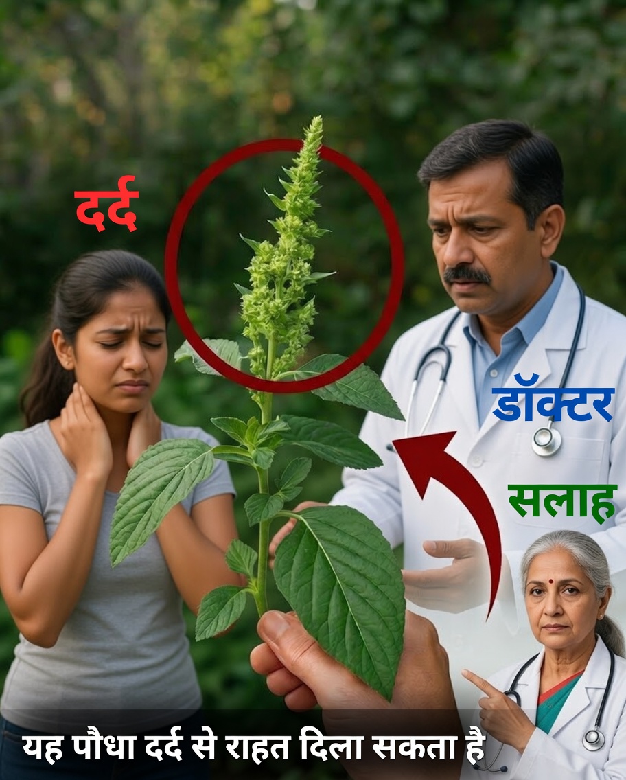 आपके बगीचे में छिपा खज़ाना: जंगली बौखट्टी (पिगवीड) के अद्भुत फायदे जानें