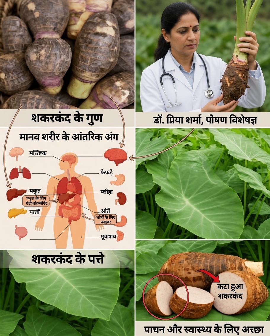 तारो की जड़: ज़मीन के नीचे छिपी शक्ति