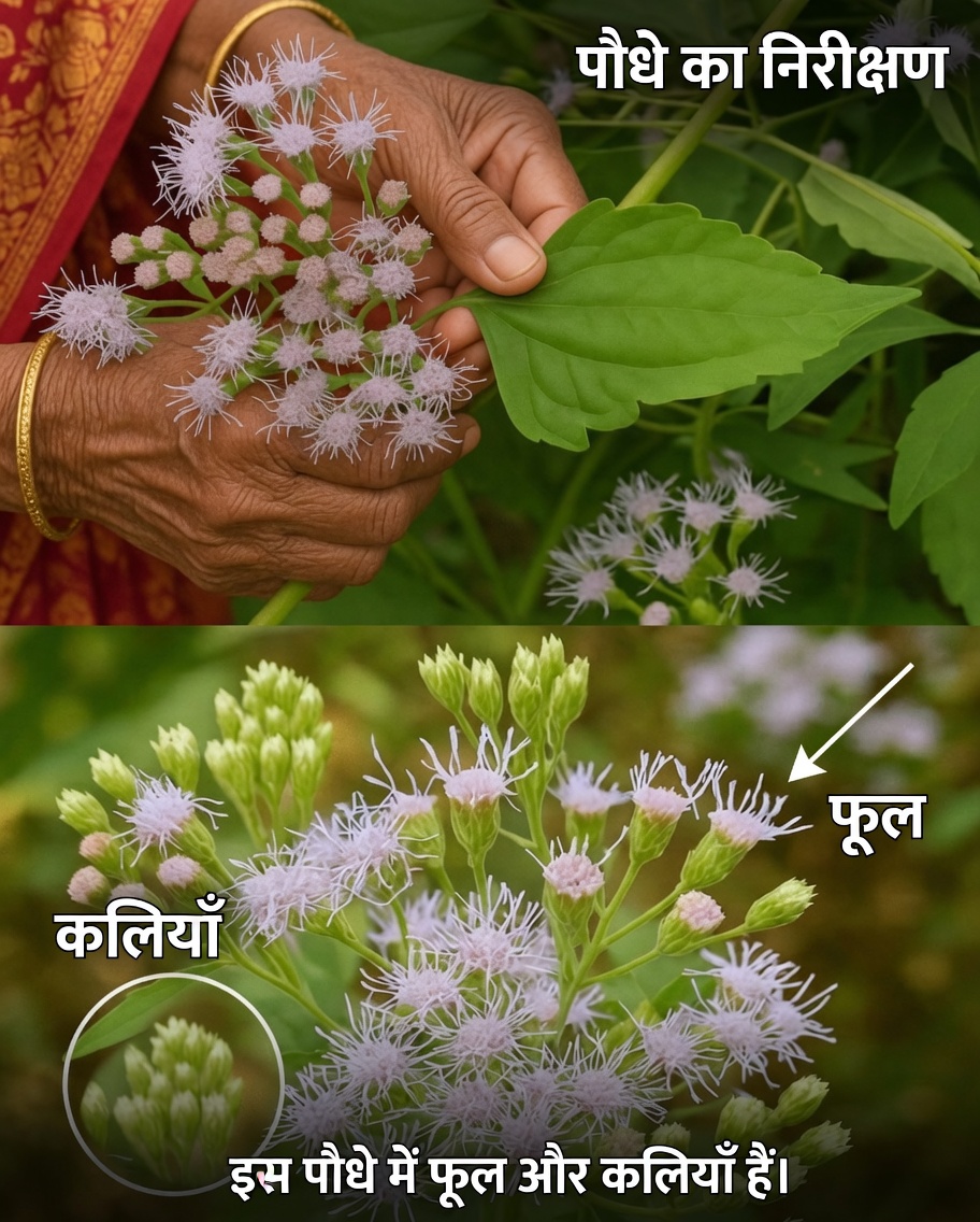 Chromolaena odorata का छिपा हुआ ख़ज़ाना उजागर हुआ