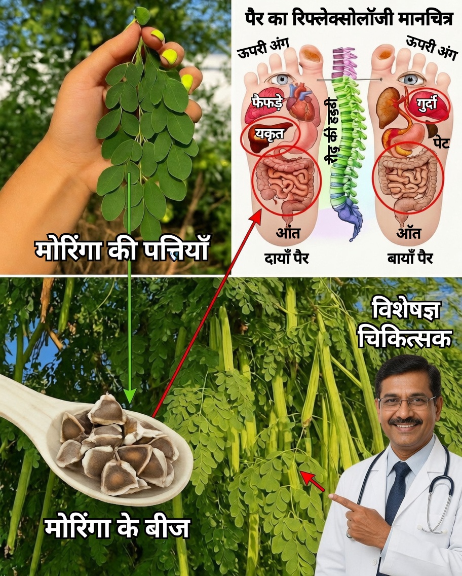 मोरिंगा: प्राचीन ज्ञान का आधुनिक सुपरफूड से मिलन