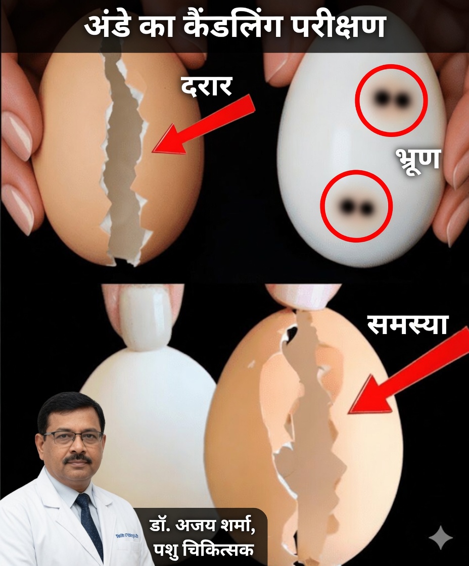 अंडे गलत तरीके से उबालना बंद करें! 5-स्टार होटल का वह रहस्य जो सब कुछ बदल देता है