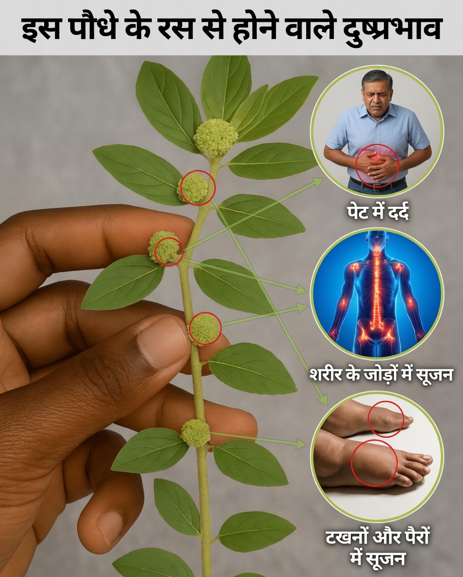 नम्र एर्वा-डो-लेइते (युफोर्बिया हिर्टा) आपके कल्पना से कहीं अधिक स्वास्थ्य लाभ प्रदान कर सकती है