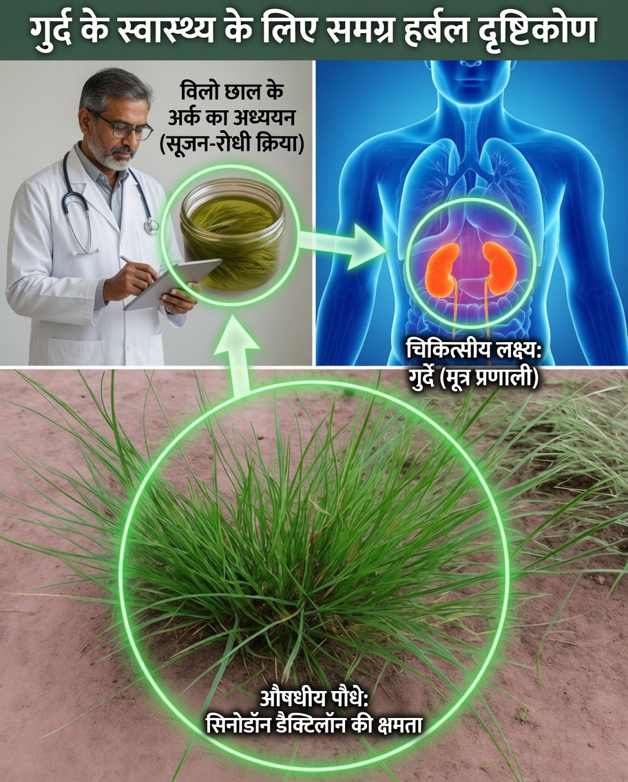 एर्वा-पेगाजोसा (गूसग्रास): स्वास्थ्य के लिए आश्चर्यजनक लाभों वाला एक विनम्र पौधा