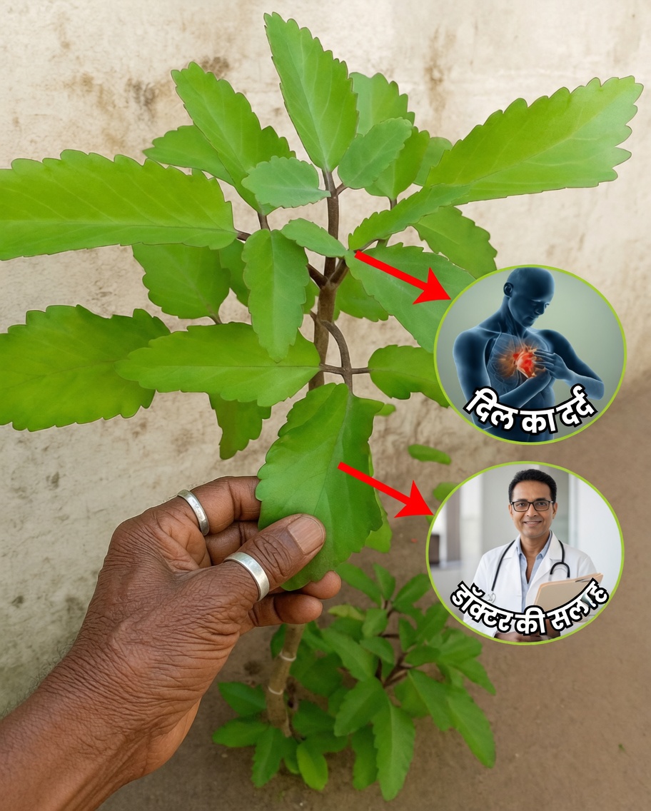 क्यों पीढ़ियाँ जीवन के पौधे पर भरोसा करती हैं और इसके स्वास्थ्य के लिए आश्चर्यजनक लाभ