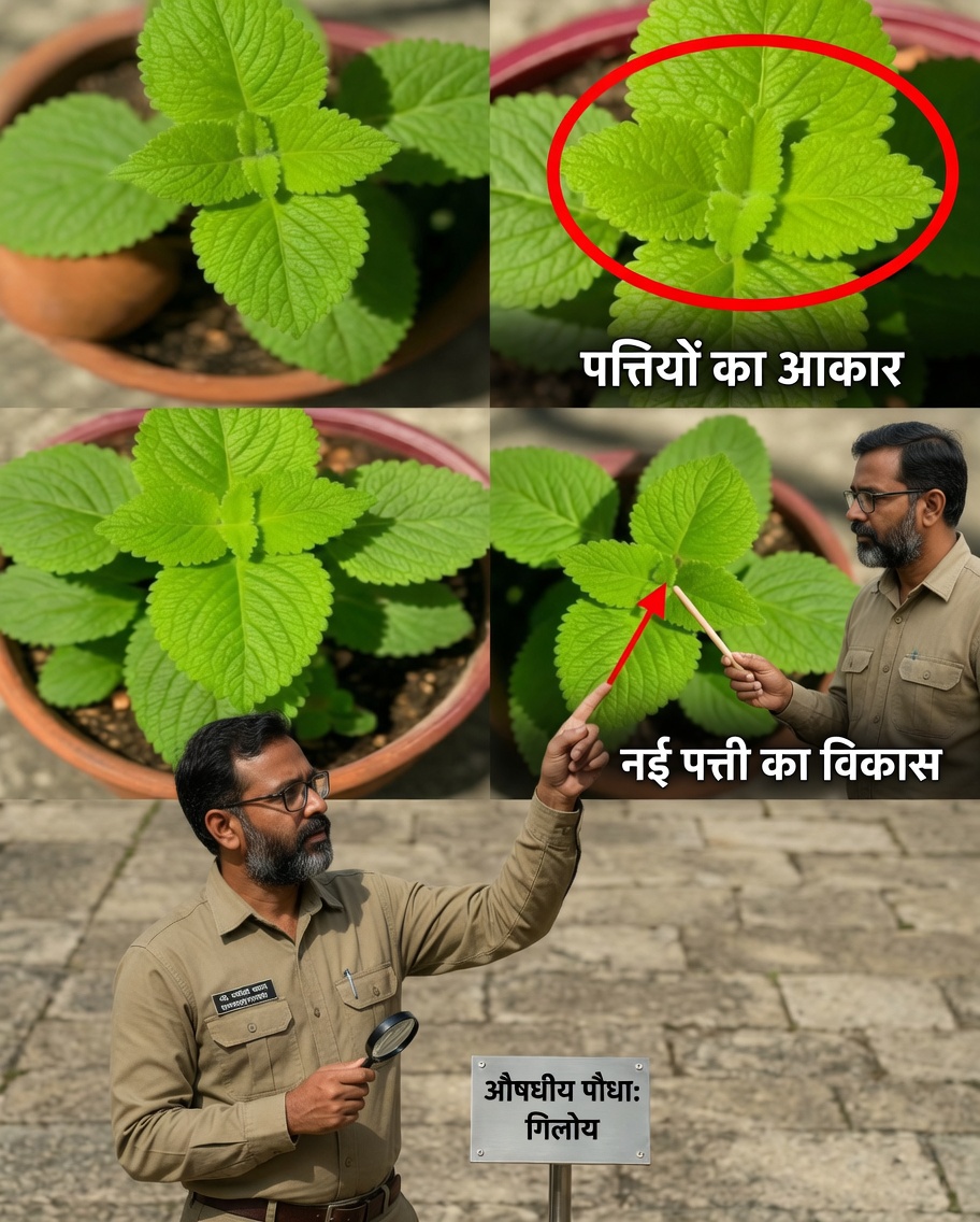 पुदीने के बारे में सच्चाई: क्या यह वास्तव में प्राकृतिक रूप से दृष्टि में सुधार करने में मदद कर सकता है?