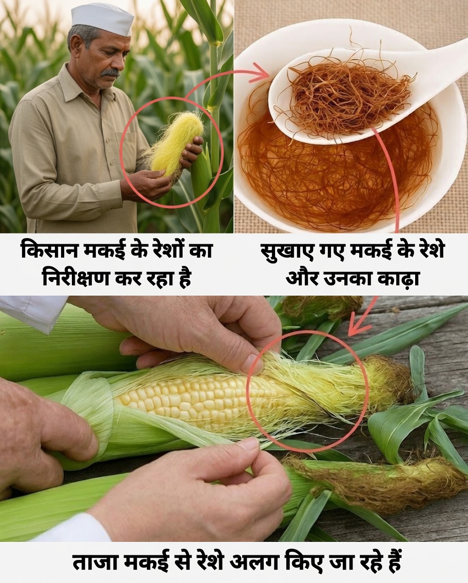 मकई के रेशों को आपकी दैनिक दिनचर्या का हिस्सा क्यों होना चाहिए