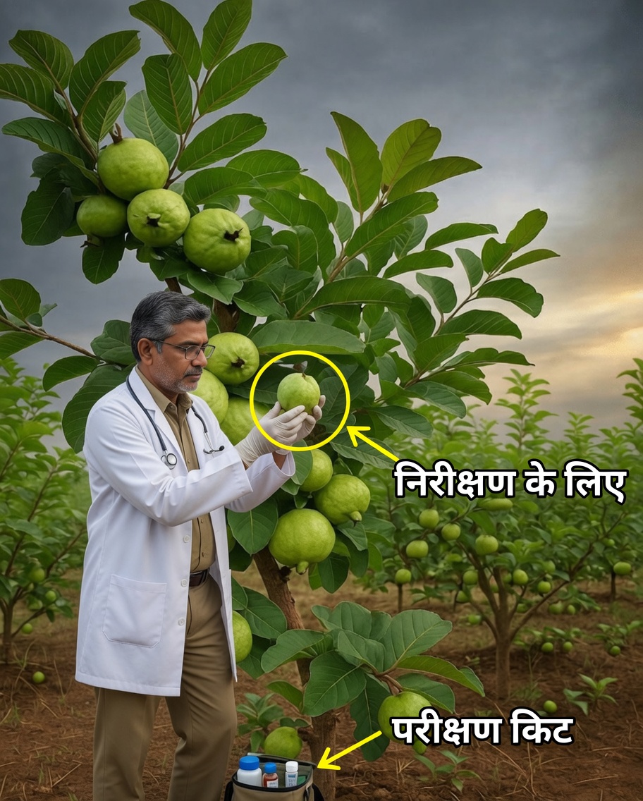 अमरूद के पत्ते, फल और जड़ें: वह प्राकृतिक टॉनिक जिसे आप अभी तक नहीं जानते थे