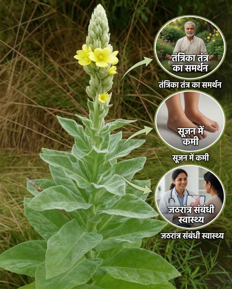 वर्बास्को फेफड़ों और समग्र स्वास्थ्य के लिए भूला हुआ प्राकृतिक उपाय क्यों है