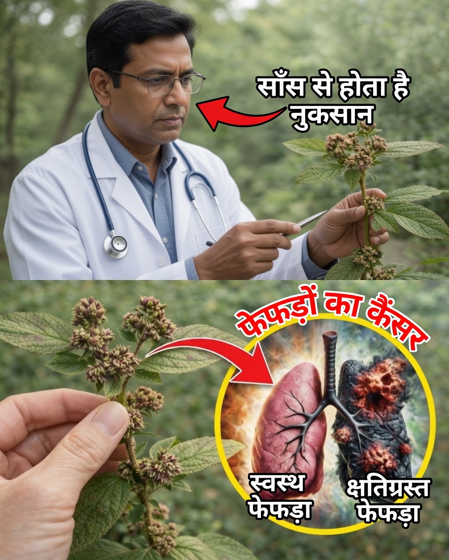 यूपहोरबिया हिर्टा—अस्थमा की वनस्पति: पारंपरिक उपयोगों और वैज्ञानिक खोजों पर संपूर्ण मार्गदर्शिका
