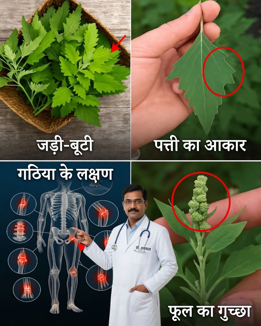 लैम्ब्स क्वार्टर्स: स्वास्थ्य के लिए आश्चर्यजनक लाभों वाला भूला हुआ पौधा