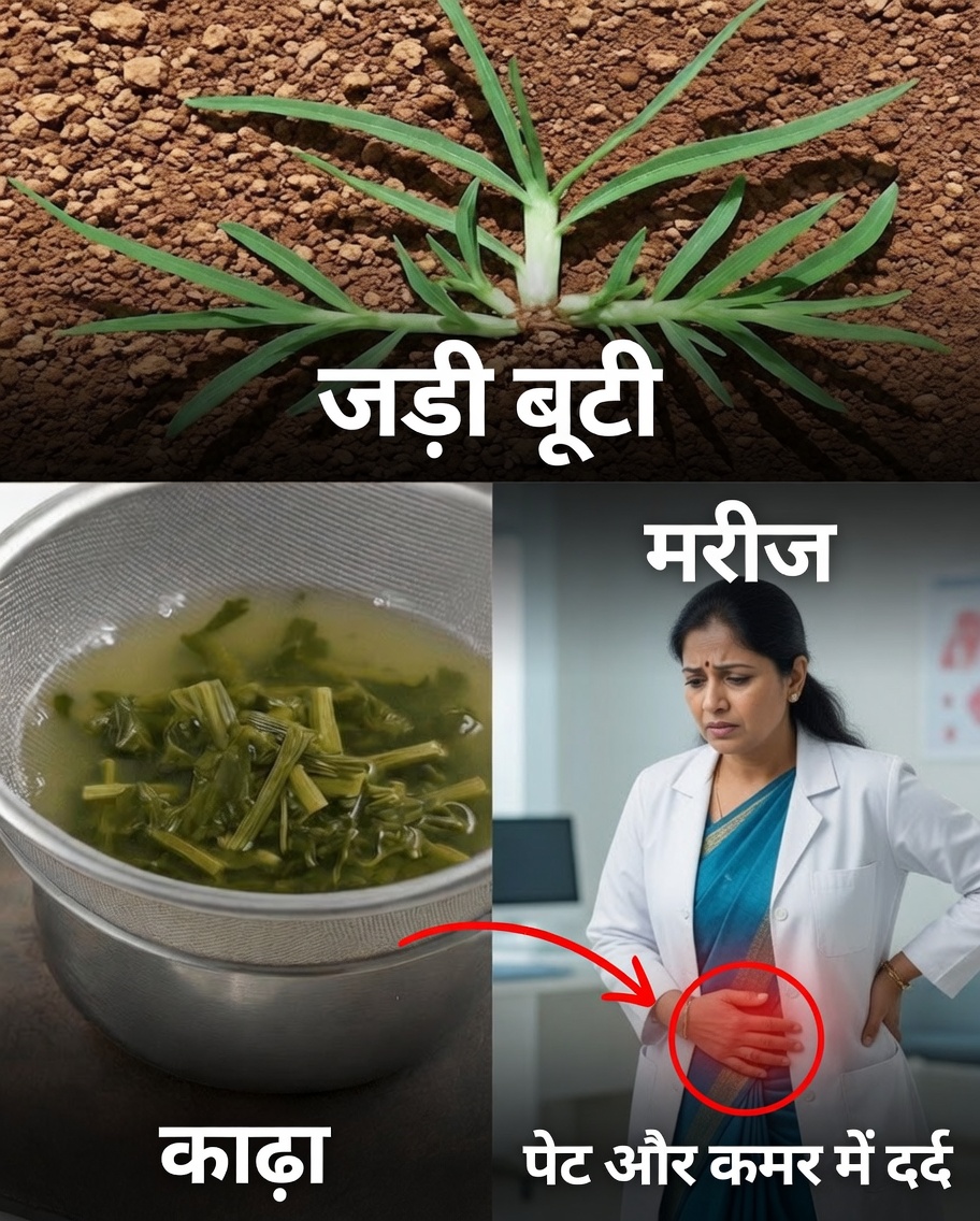 कैपिम-पे-दे-गालिन्हा: स्वास्थ्य के लिए फायदों से भरपूर उपेक्षित पौधा