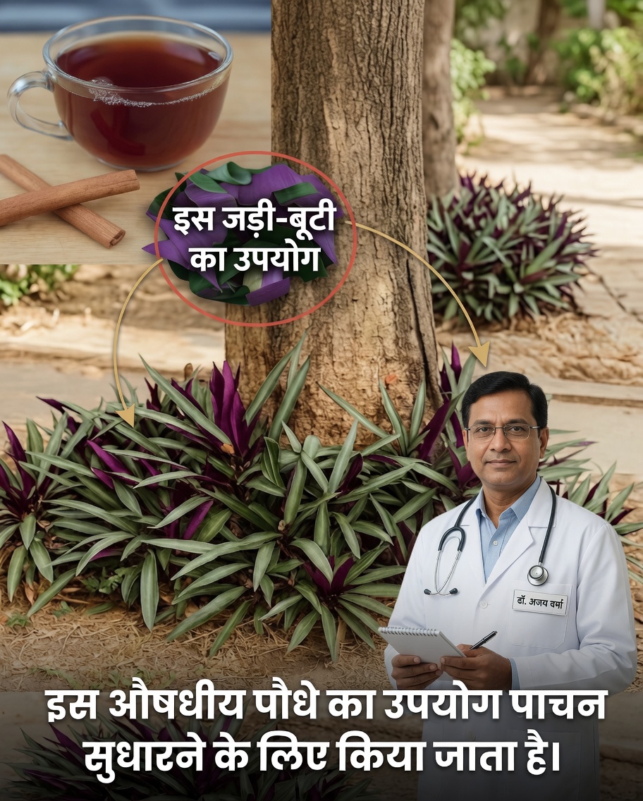 पौधा मैगुए रोशो प्राकृतिक औषधि के रूप में ध्यान क्यों आकर्षित कर रहा है